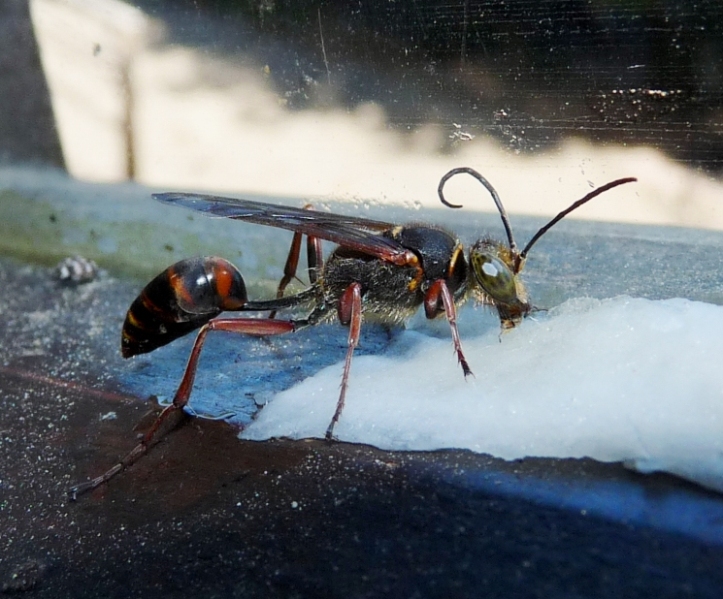 Sceliphron curvatum F (Sphecidae)